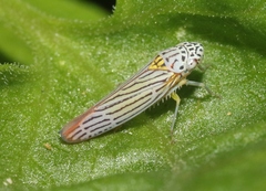 Graphocephala aurora