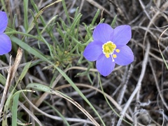 Giliastrum rigidulum