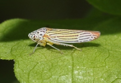 Graphocephala aurora