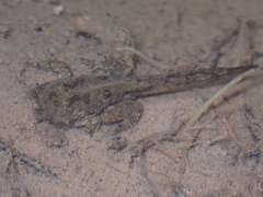 Bombina variegata