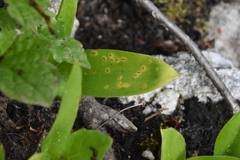 Puccinia mesomajalis