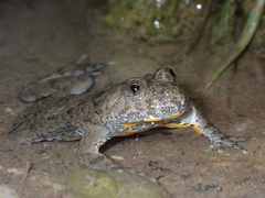 Bombina variegata