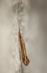 Oecetis