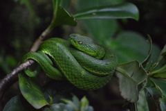 Bothriechis lateralis