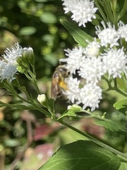 Dialictus