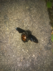 Neoxylocopa
