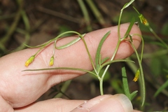 Bidens heterosperma