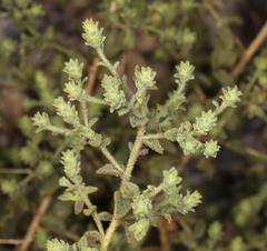 Brickellia microphylla