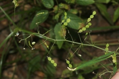 Desmodium rosei