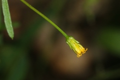 Bidens heterosperma