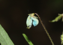 Desmodium rosei