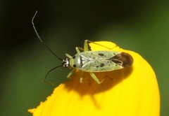 Ilnacora