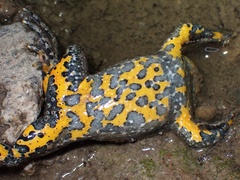 Bombina variegata