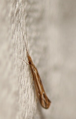 Oecetis
