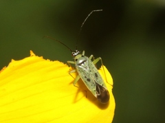 Ilnacora