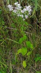 Symphyotrichum drummondii