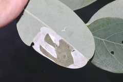 Macrosaccus neomexicanus