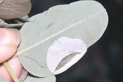 Macrosaccus neomexicanus