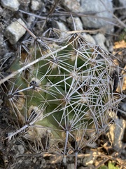 Coryphantha sulcata