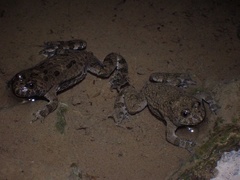 Bombina variegata