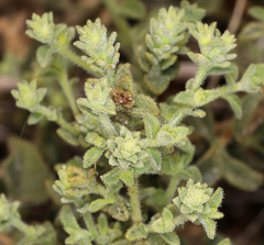 Brickellia microphylla