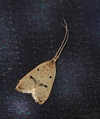Lecithocera