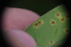 Puccinia mesomajalis