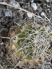 Coryphantha sulcata