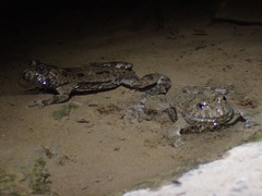 Bombina variegata