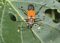 Chauliognathus limbicollis