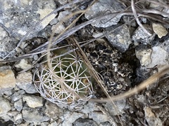 Coryphantha sulcata