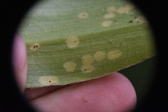 Puccinia mesomajalis