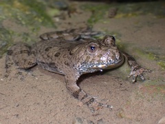 Bombina variegata
