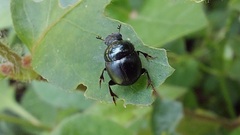 Canthidium