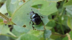 Canthidium