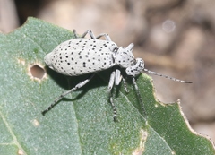 Epicauta maculata