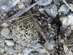Coryphantha sulcata