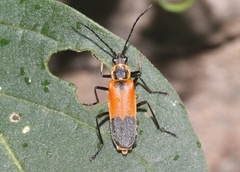 Chauliognathus limbicollis