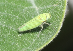 Graphocephala cythura
