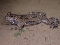 Bombina variegata
