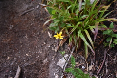 Arnica latifolia