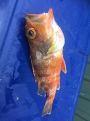 Helicolenus percoides