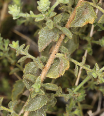 Brickellia microphylla