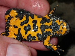 Bombina variegata