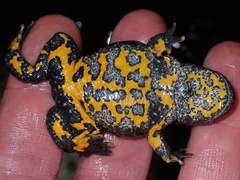 Bombina variegata