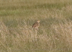 Sturnella magna lilianae