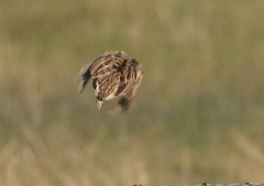 Sturnella magna lilianae