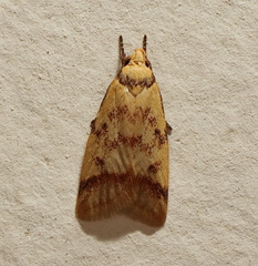 Heteroteucha anthodora