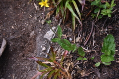 Arnica latifolia