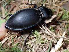 Carabus violaceus